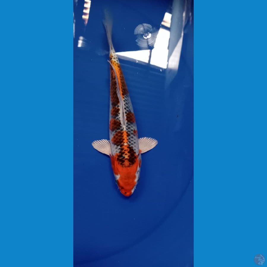 KUJAKU 25 CM