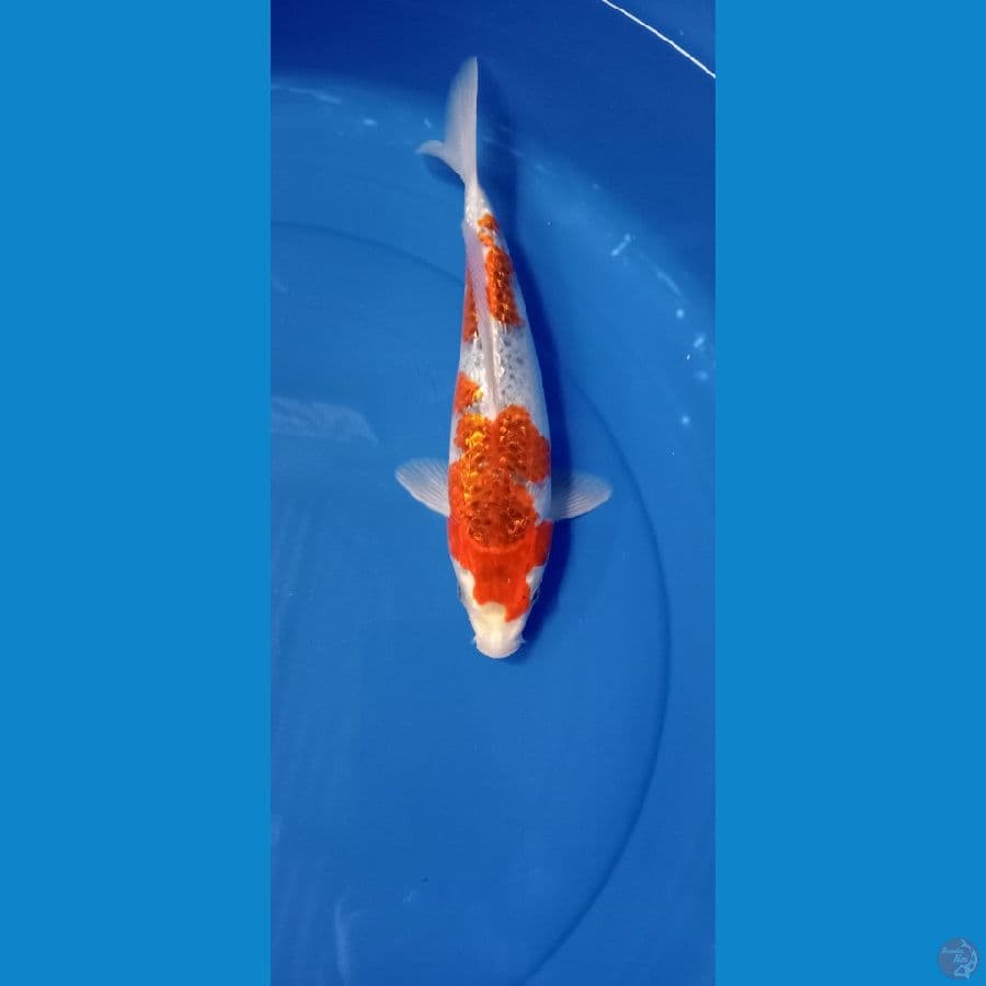 gosiki gindrin 28 cm