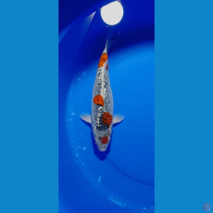 GOSIKI FULL GINDRIN 36 CM