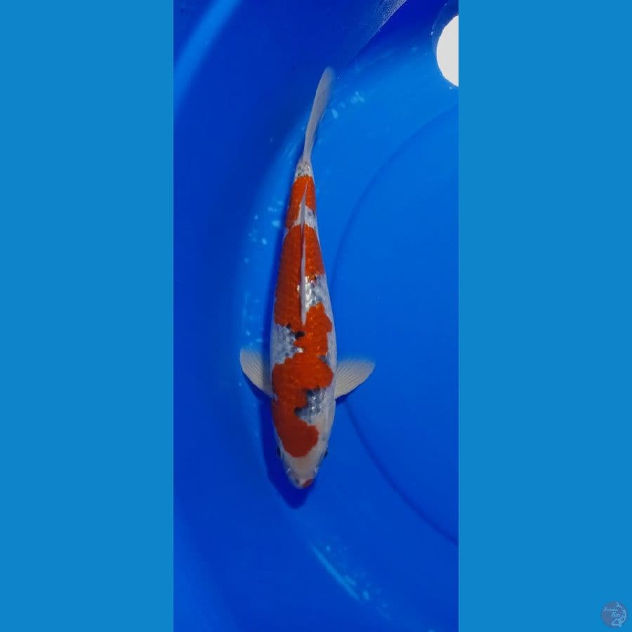 GOSIKI INAZUMA FULL GINDRIN 32 cm