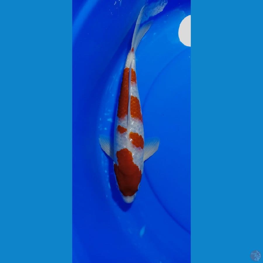 KOHAKU GINDRIN 35 CM