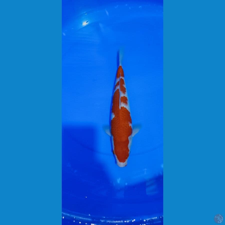 KOHAKU 32 CM
