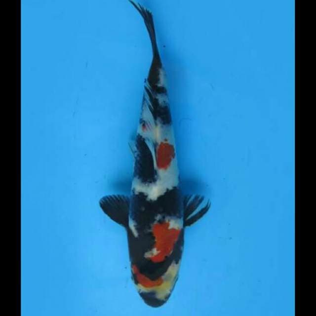 20cm Male - Sq Kindai Showa