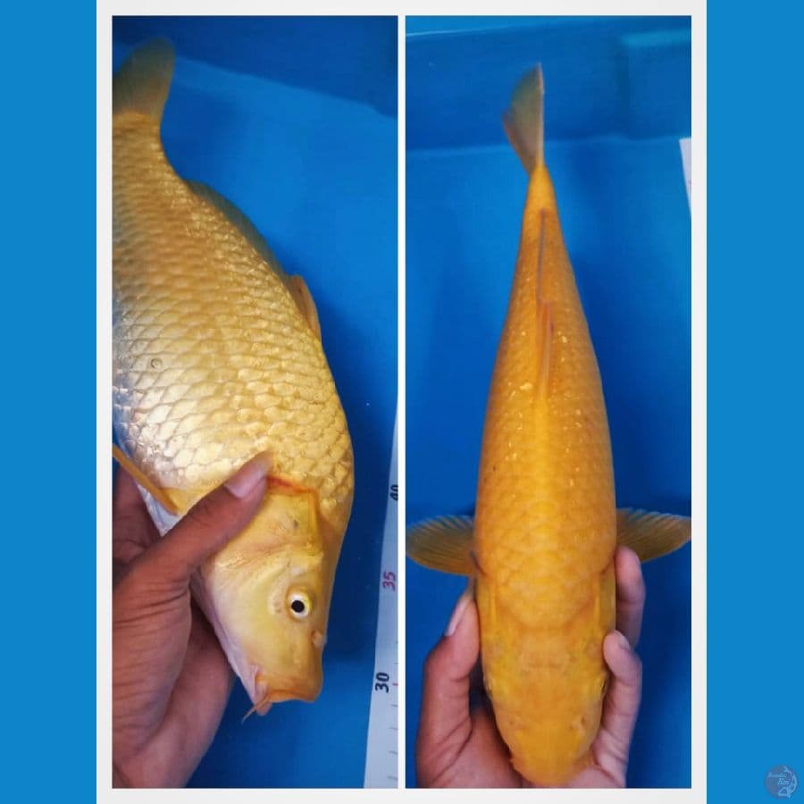 40 bu karasi