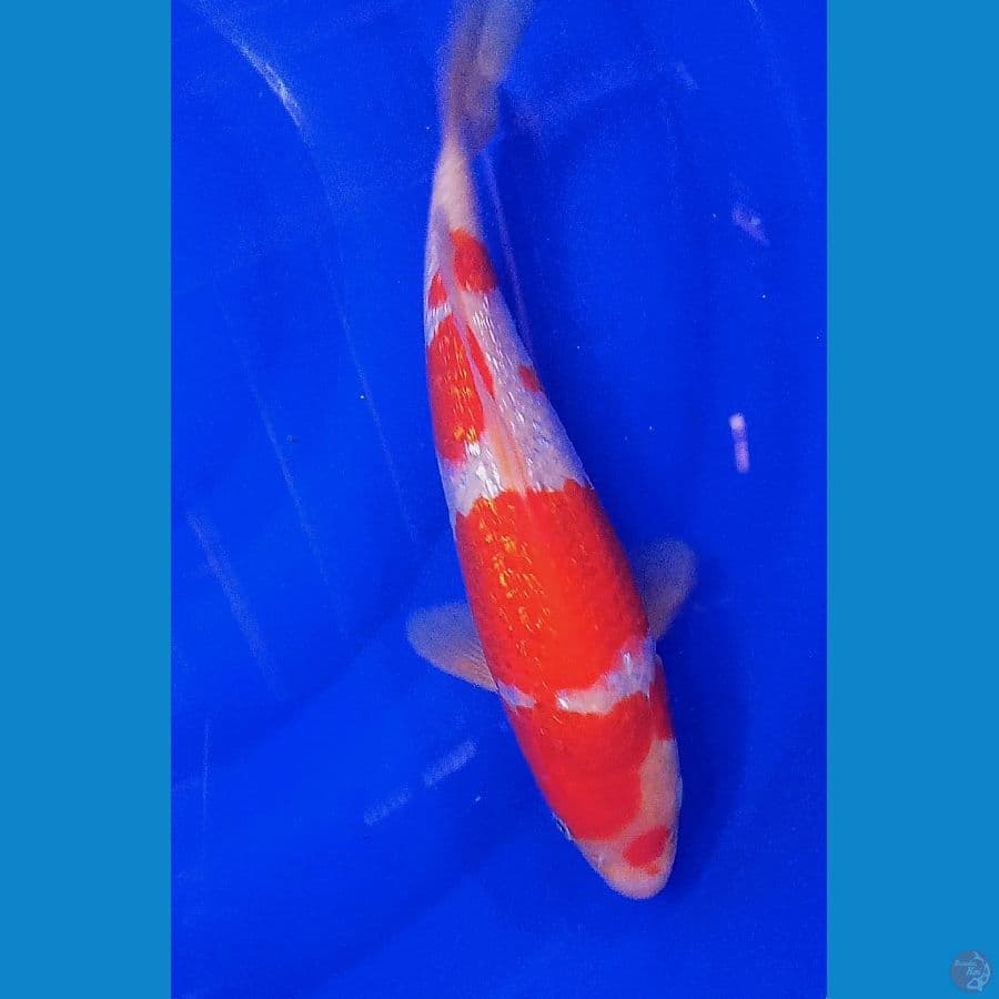 kohaku ginrin good body M 31