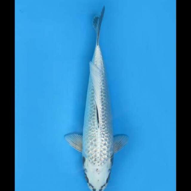 36cm Female - F1 Gin Matsuba