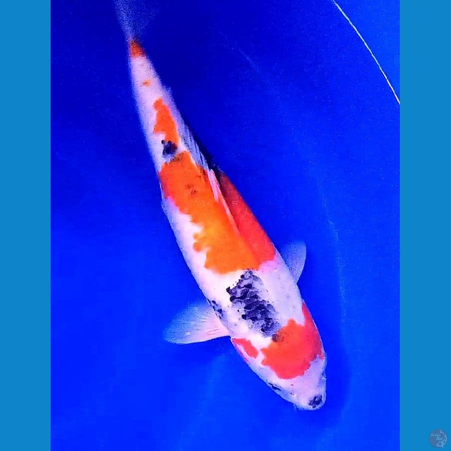 maruten showa 36 cm