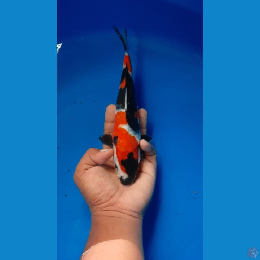 SHOWA MALE 24CM CUTING 1 BULAN