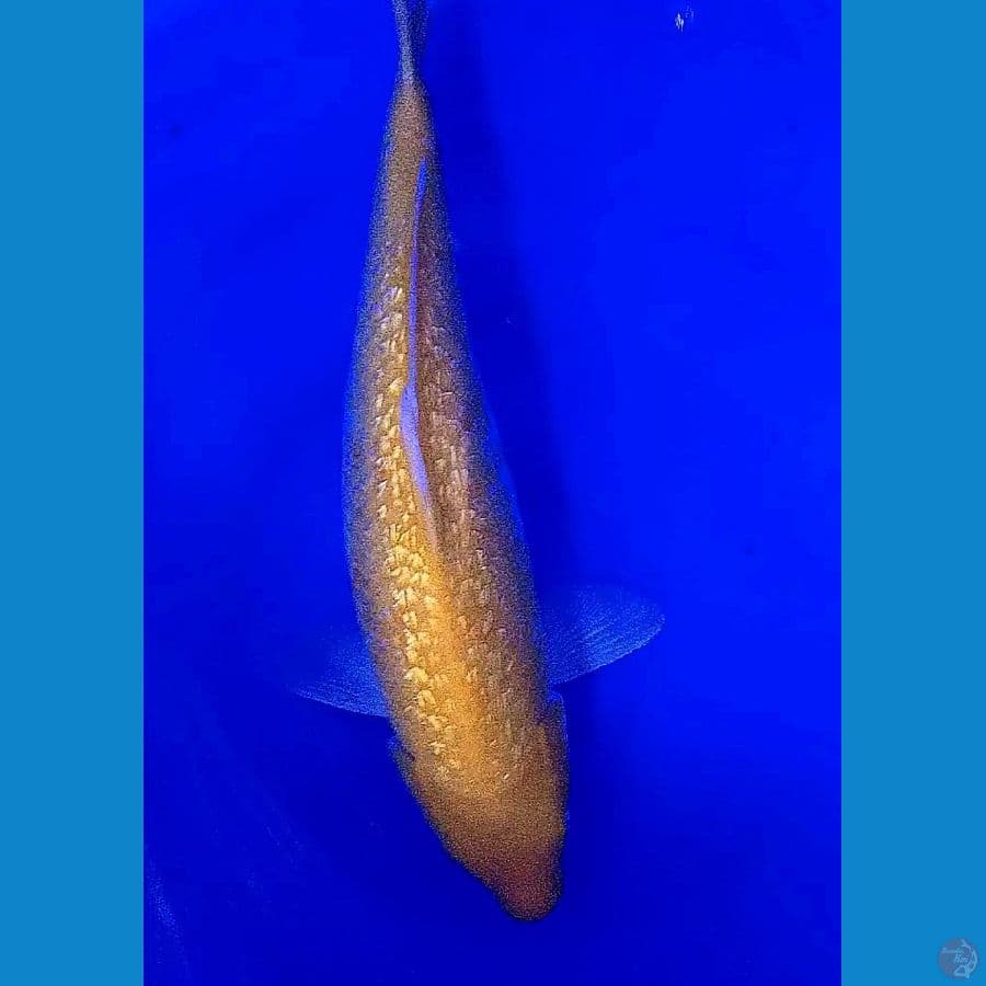 karasi ginrin mata merah f40 cm
