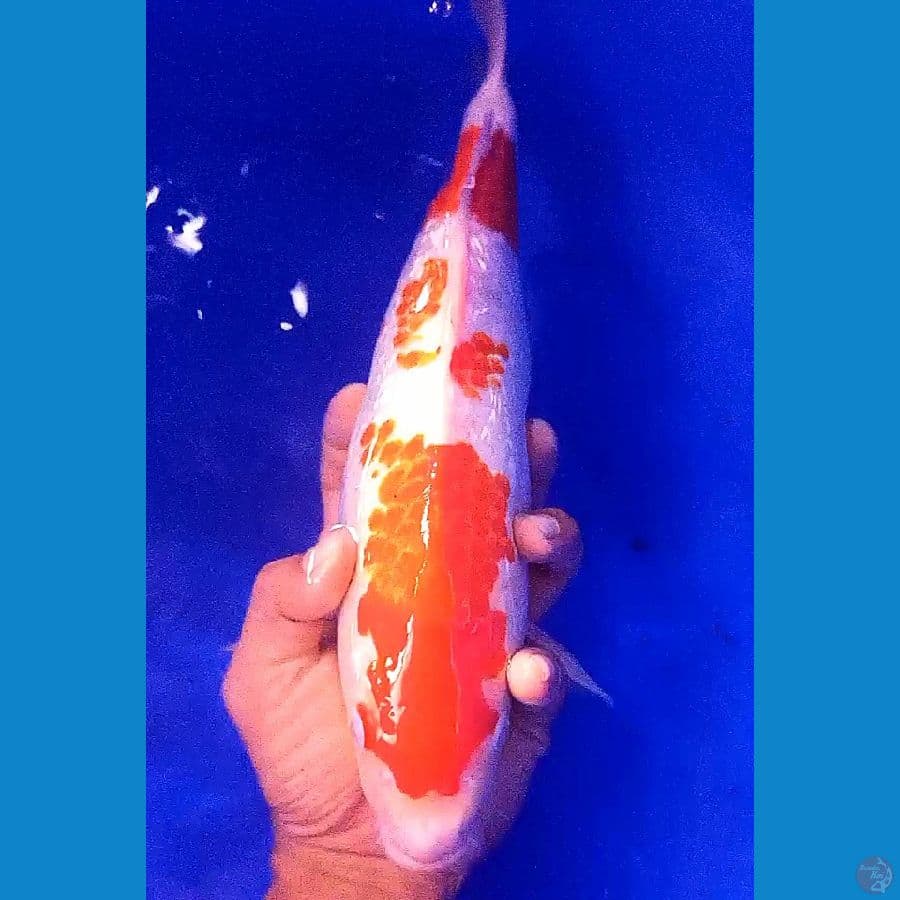kohaku ginrin 35 cm