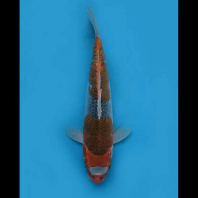 38cm Female - Jumbo Ochiba