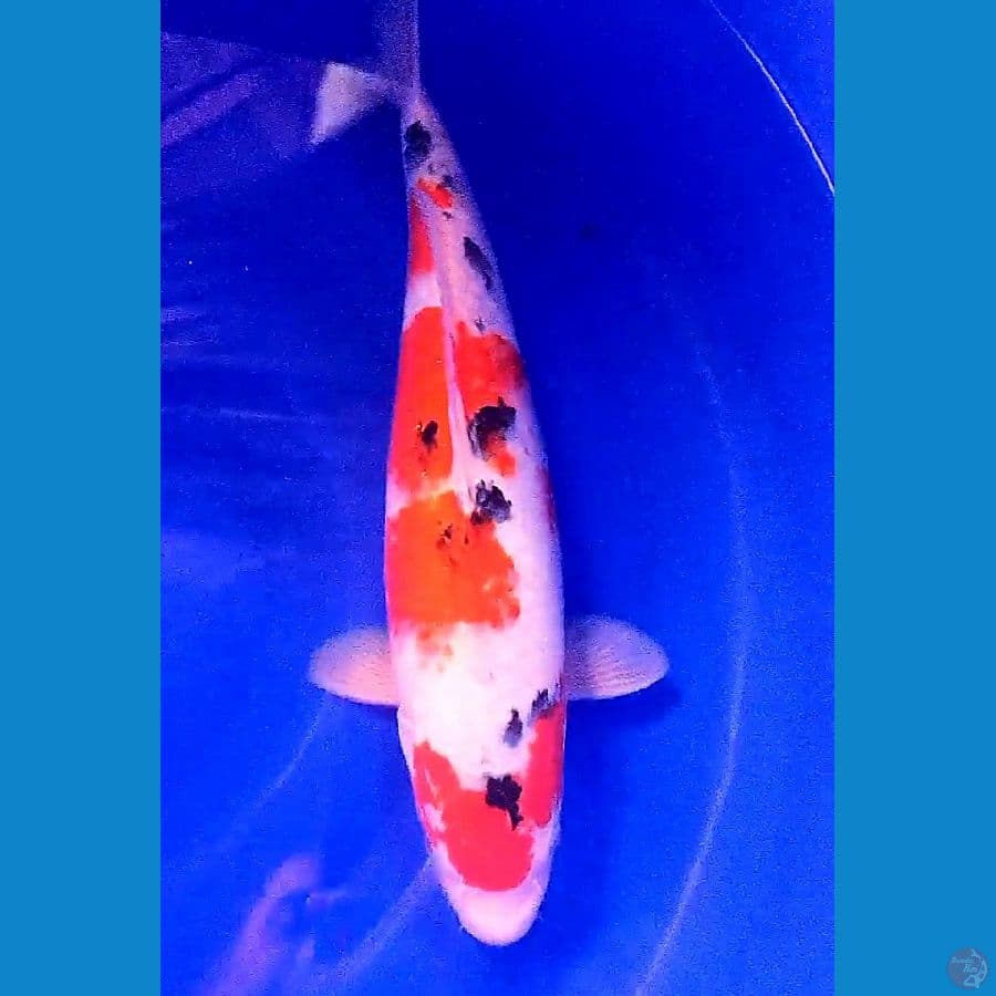 jumbo sanke calon badak f 40 cm