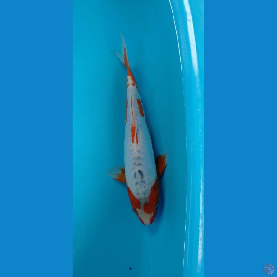 Kosui Antik 33cm