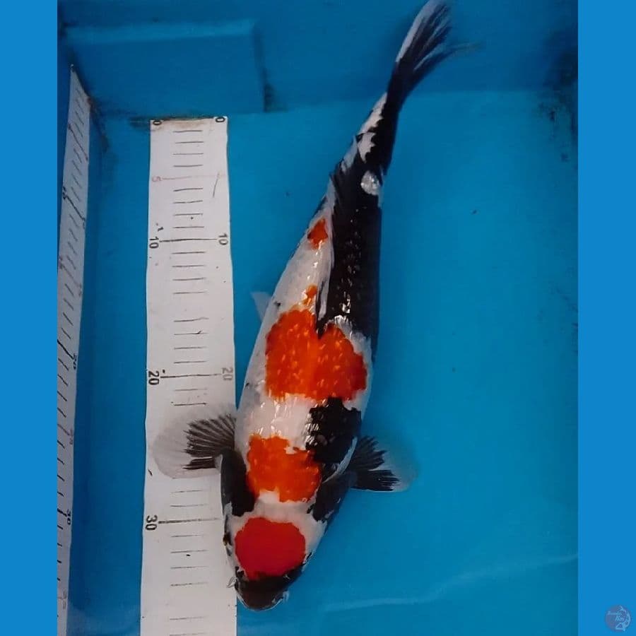 Ginrin Showa 43cm
