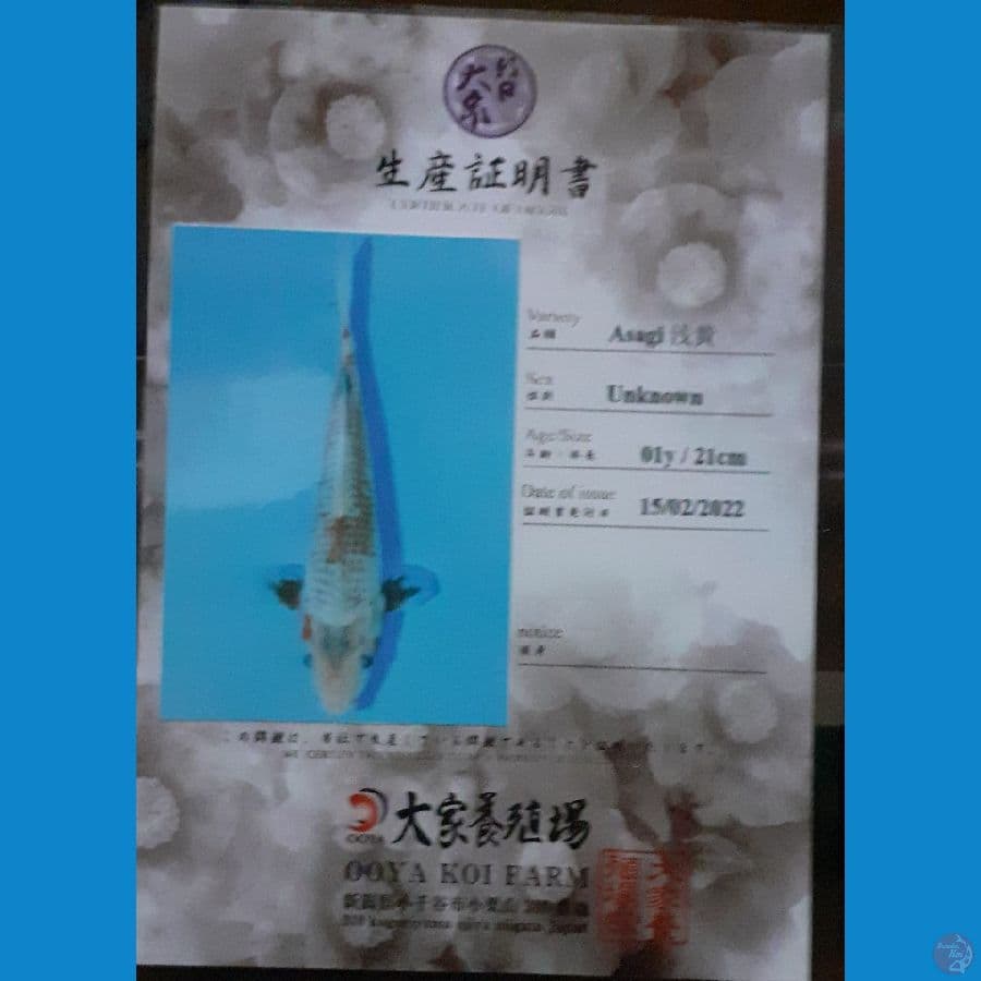 Asagi Ooya Koi Farm???????? 22cm