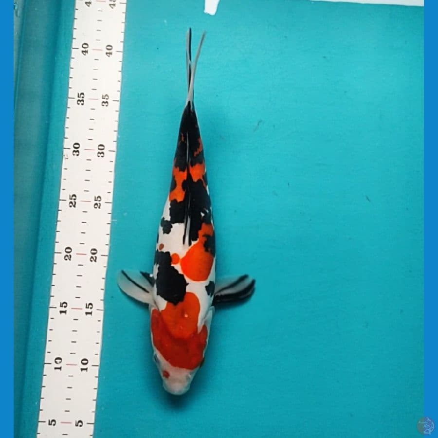 SHOWA DOITSU 32CM FM