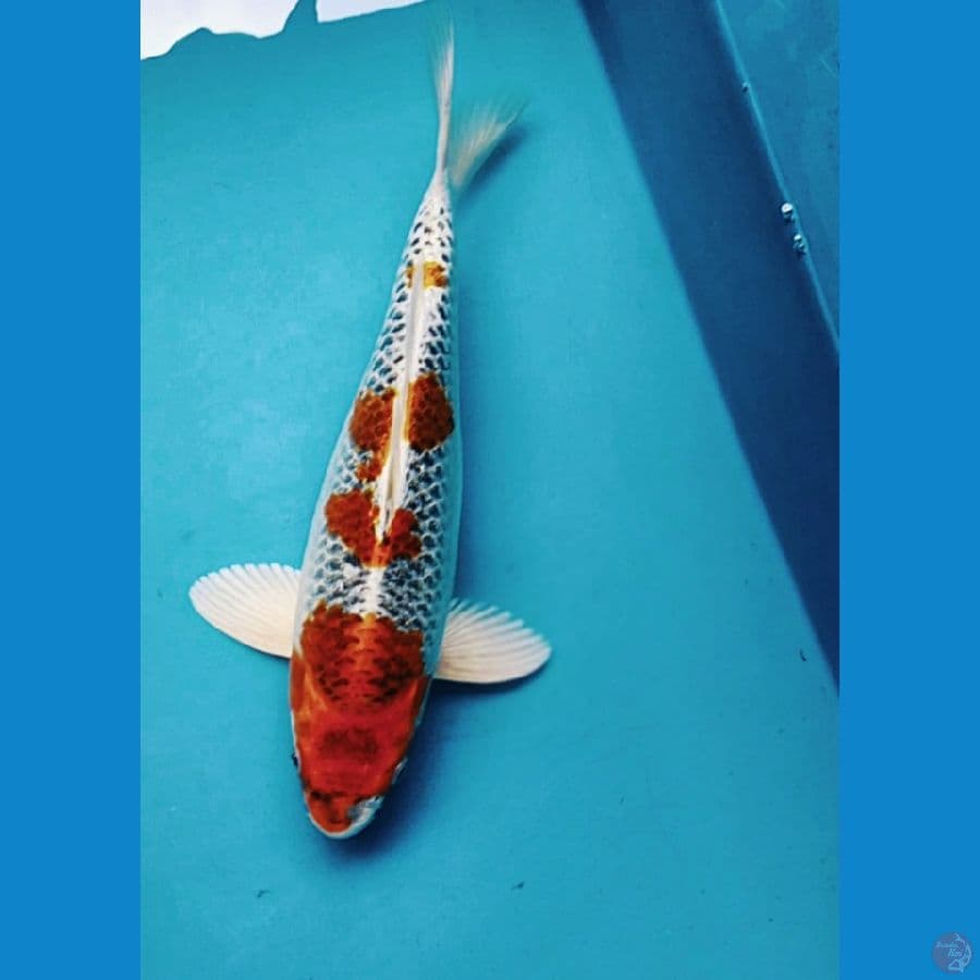 STRONG KUJAKU 30CM MALE
