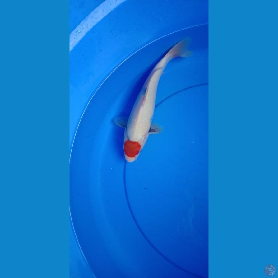 tancho showa tategoi 26 cm