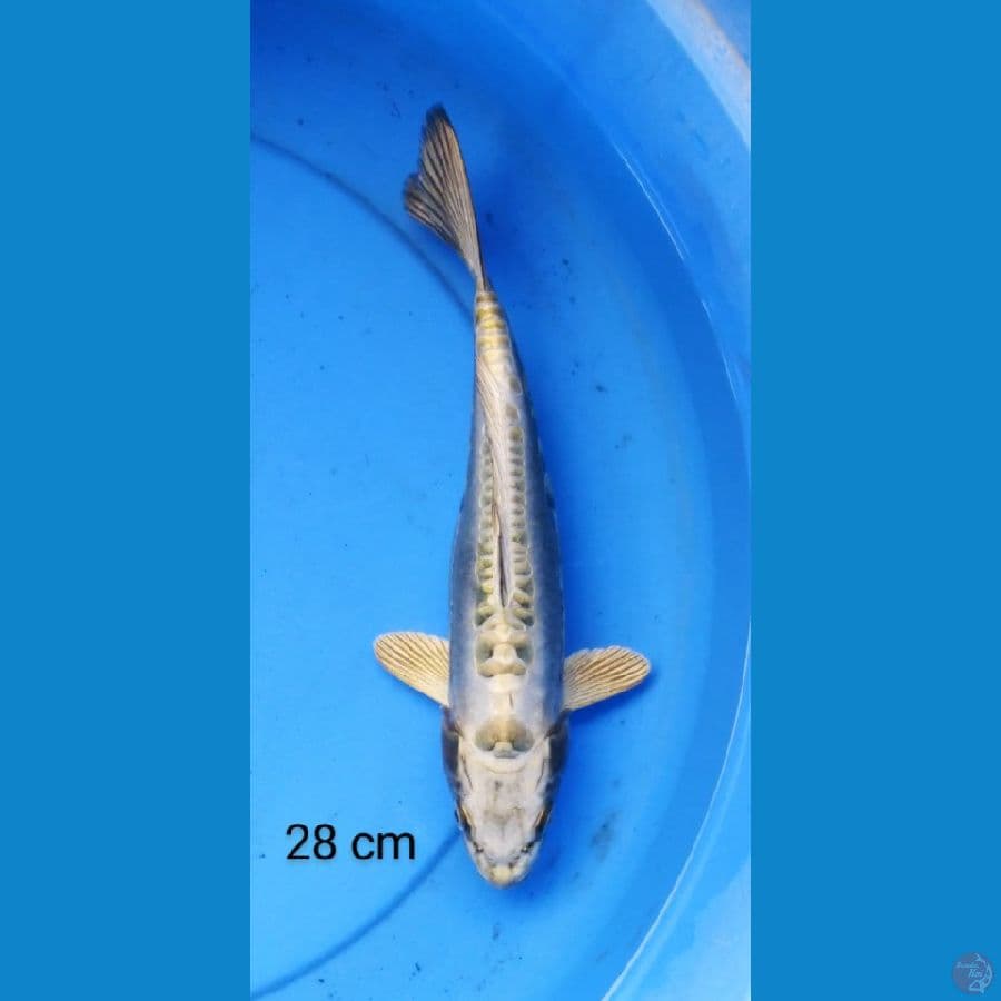 kawarimono 28 cm