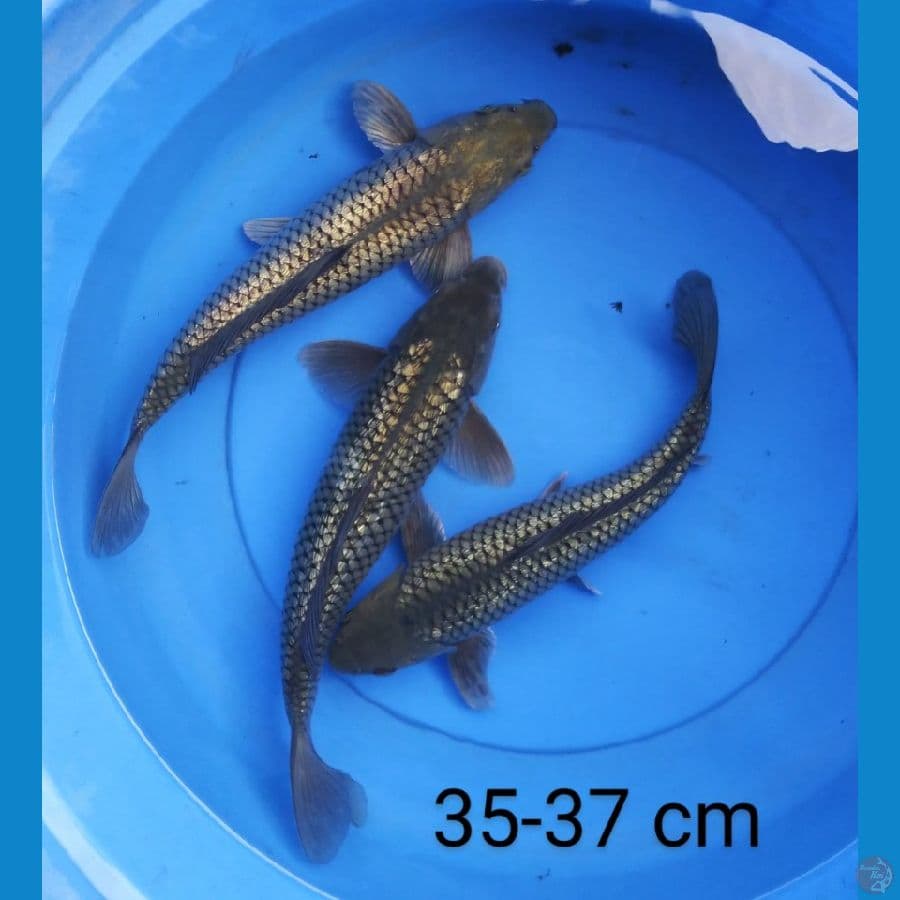 soragoi ginrin punuk 35-37 cm