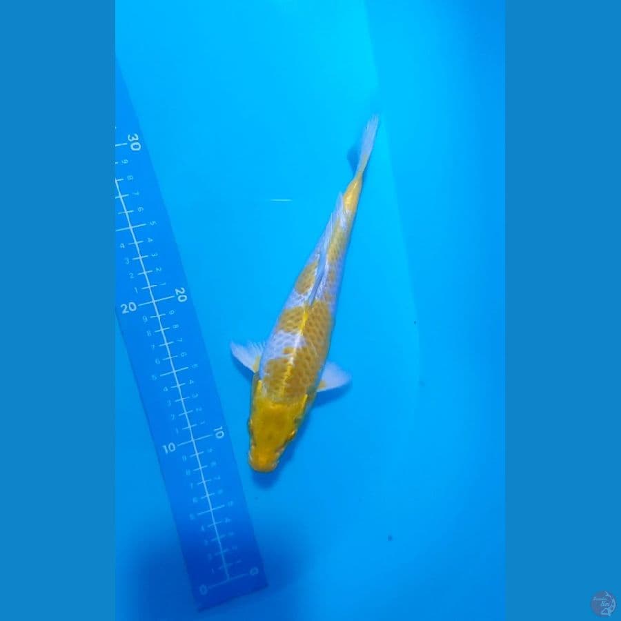 hariwake 23 cm