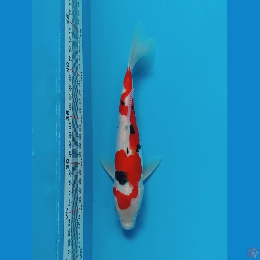 24 cm doitsu sanke