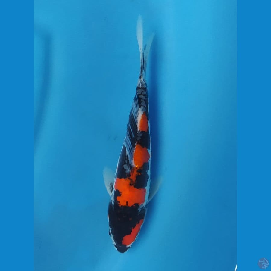 F2 SHINODA | 23 cm Showa Doitsu