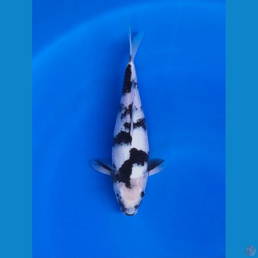 Shiro mlenuk size 30cm