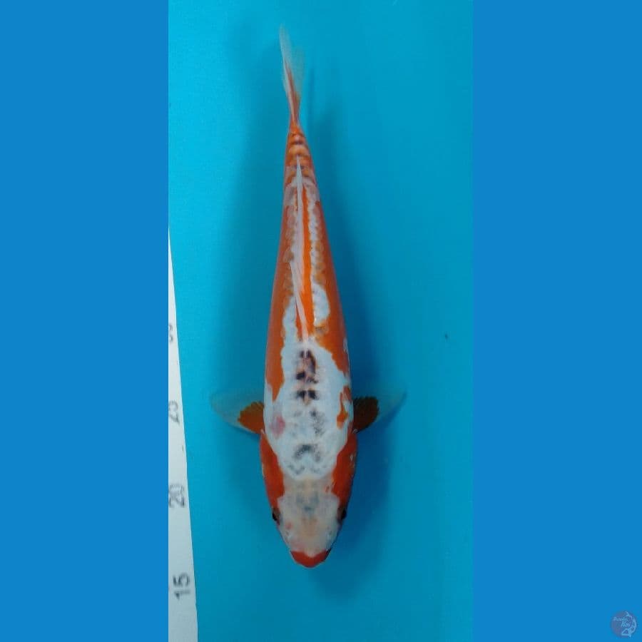 Shusui Antik 34cm