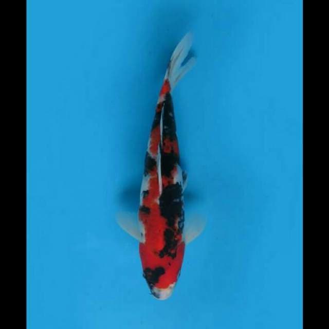27cm Male - Red showa Sanshoku