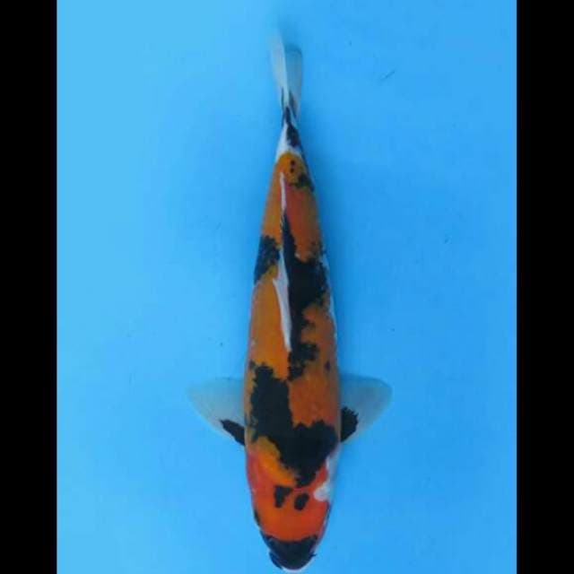 27cm Male - Jumbo Tosai Showa