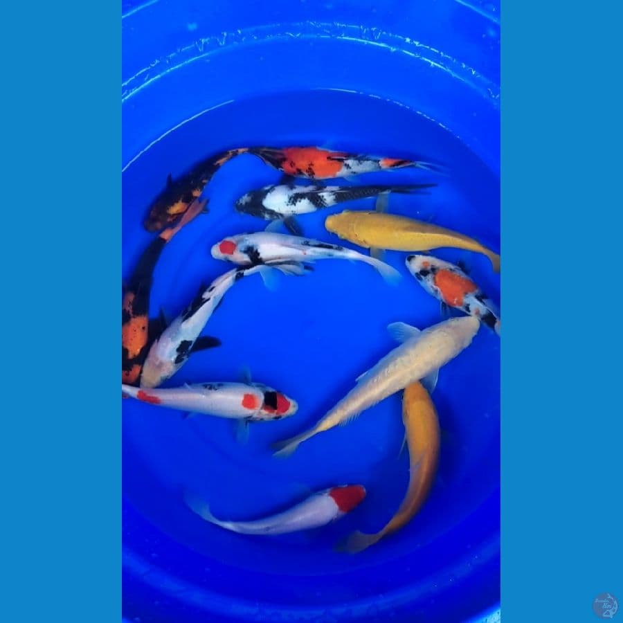 Showa mix Hiutsuri Karashi 16-20cm 12Pcs