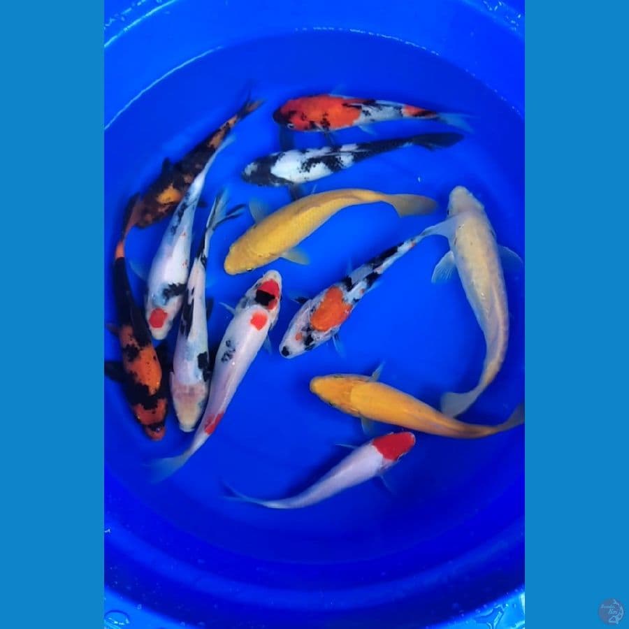 Showa mix Hiutsuri Karashi 16-20cm 12Pcs