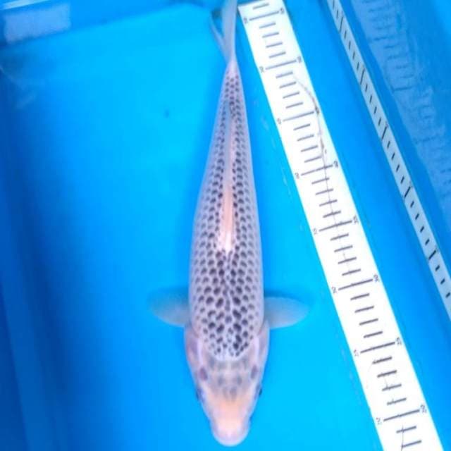 ASAGI NARUMI 36 cm Bakat Jumbo