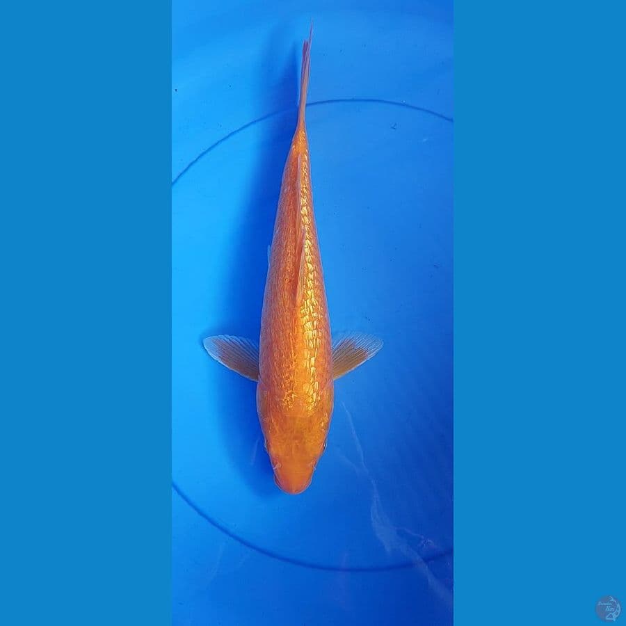 Karashi Ginrin Mata Merah