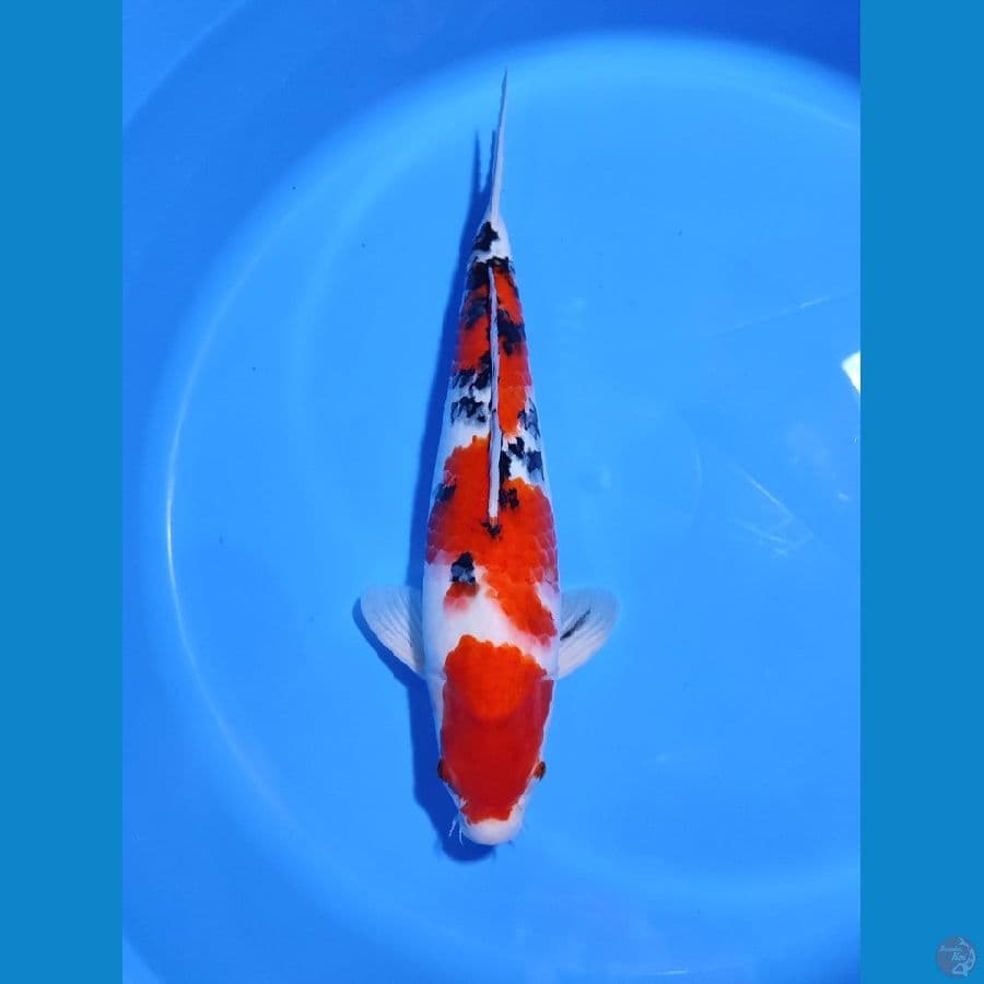 Sanke 37CM Male - Original Patern
