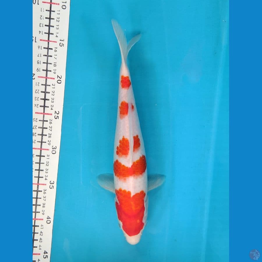KOHAKU 29CM FEMALE