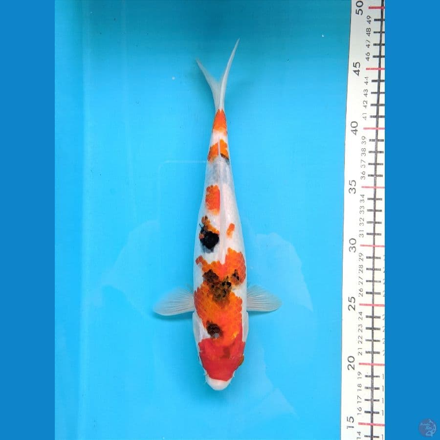 SANKE TATEGOI 27CM FEMALE