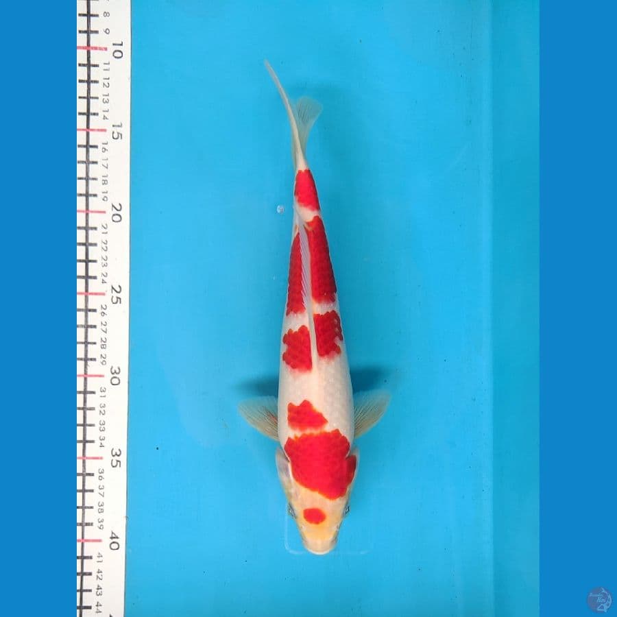 KOHAKU 27CM MALE