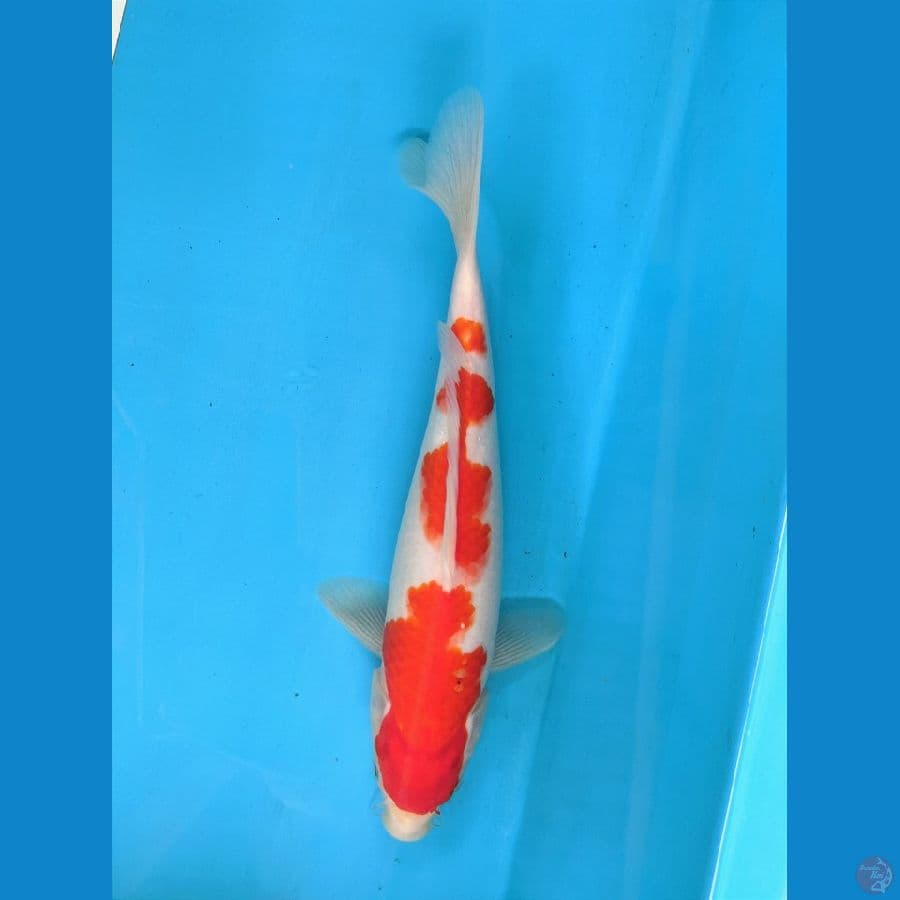 KOHAKU 27CM FEMALE