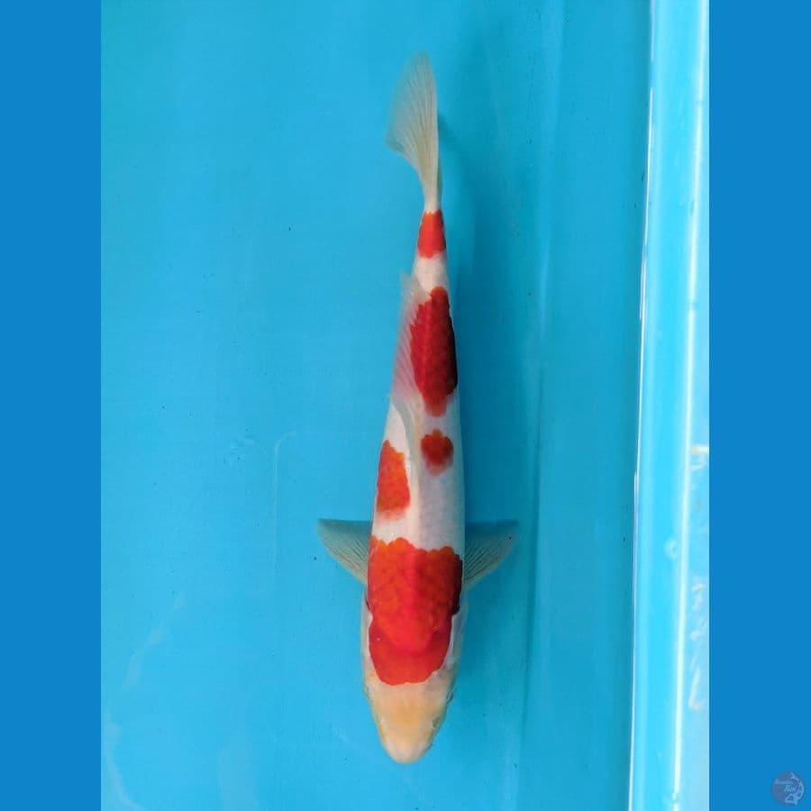 AI GOROMO 26CM FEMALE