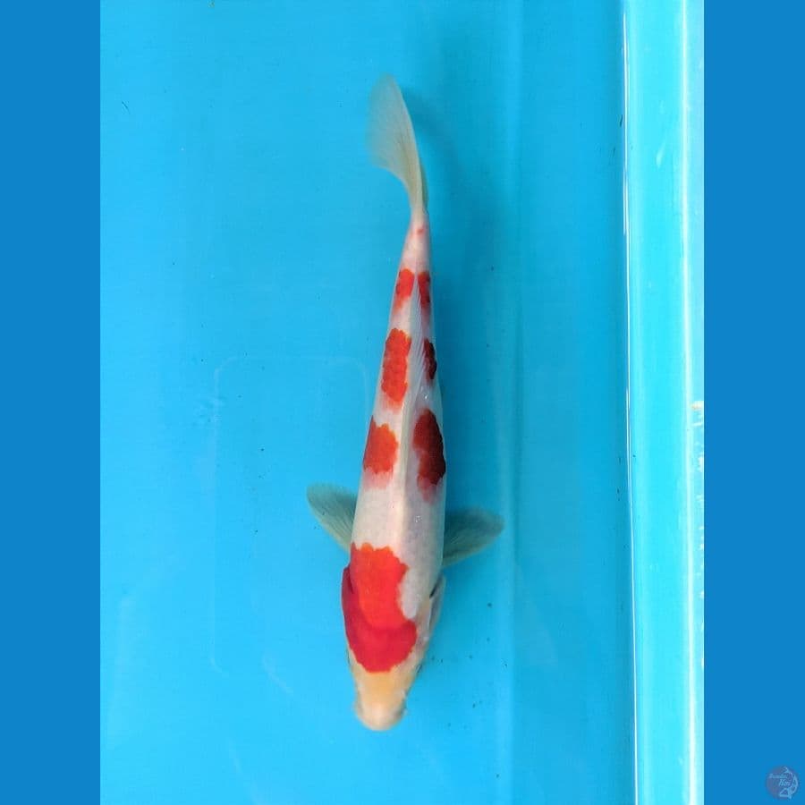 KOHAKU 24CM FEMALE