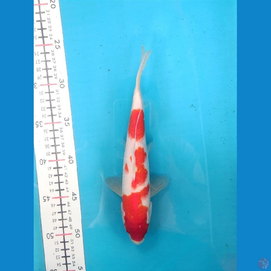 KOHAKU 24CM MALE