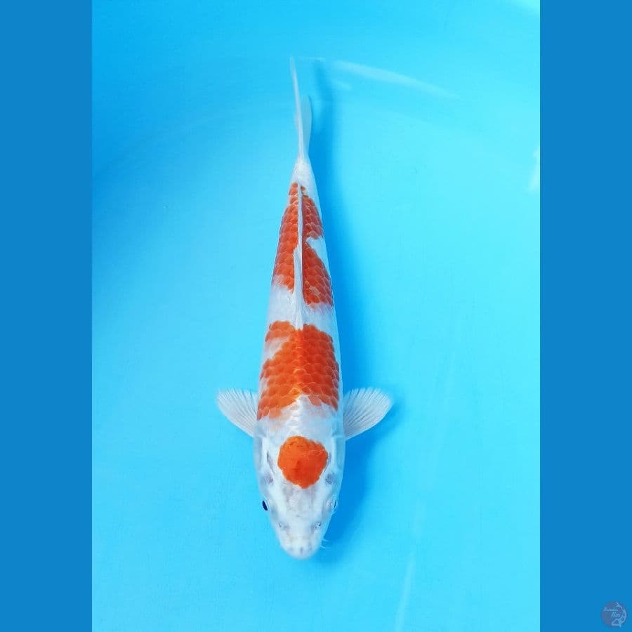 Kohaku Hikari 28cm