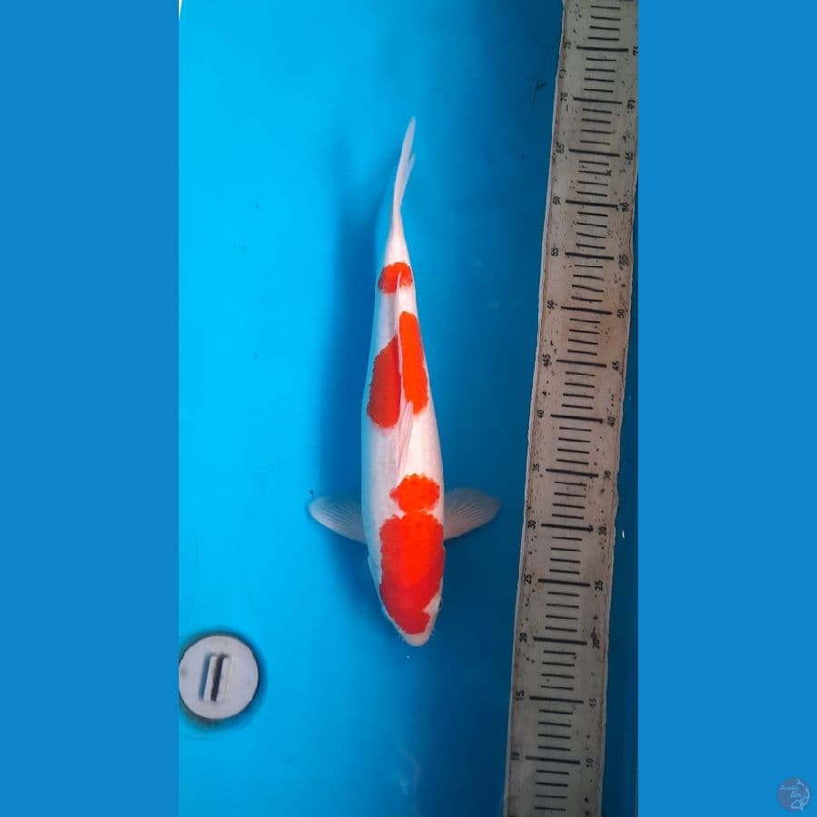 kohaku