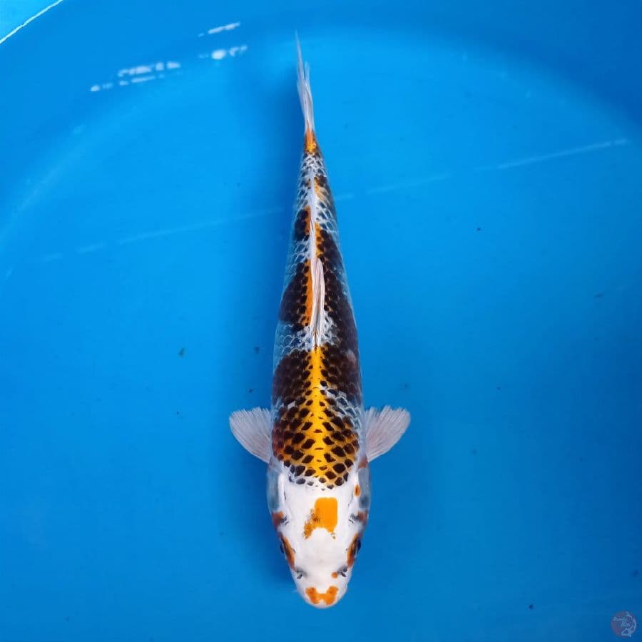 kujaku, 33 cm