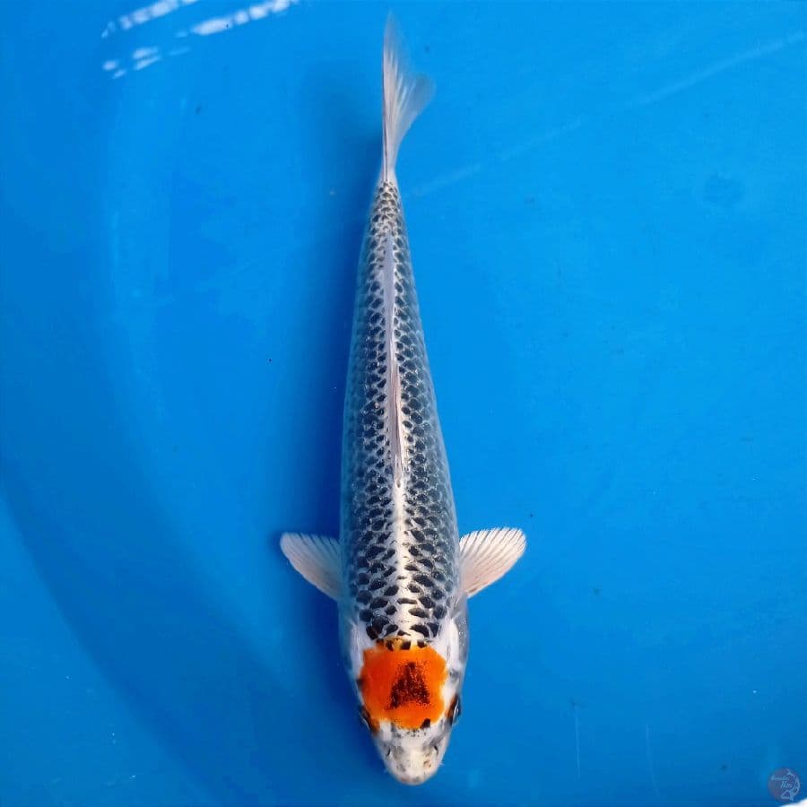 tancho kujaku, 27 cm