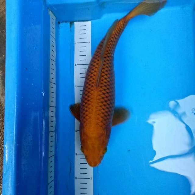 Tembaga 40 cm
