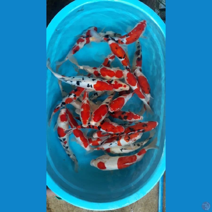 Paket KOHAKU SANKE Merah Strong Sisik & Doitsu 23-30 30Ekor