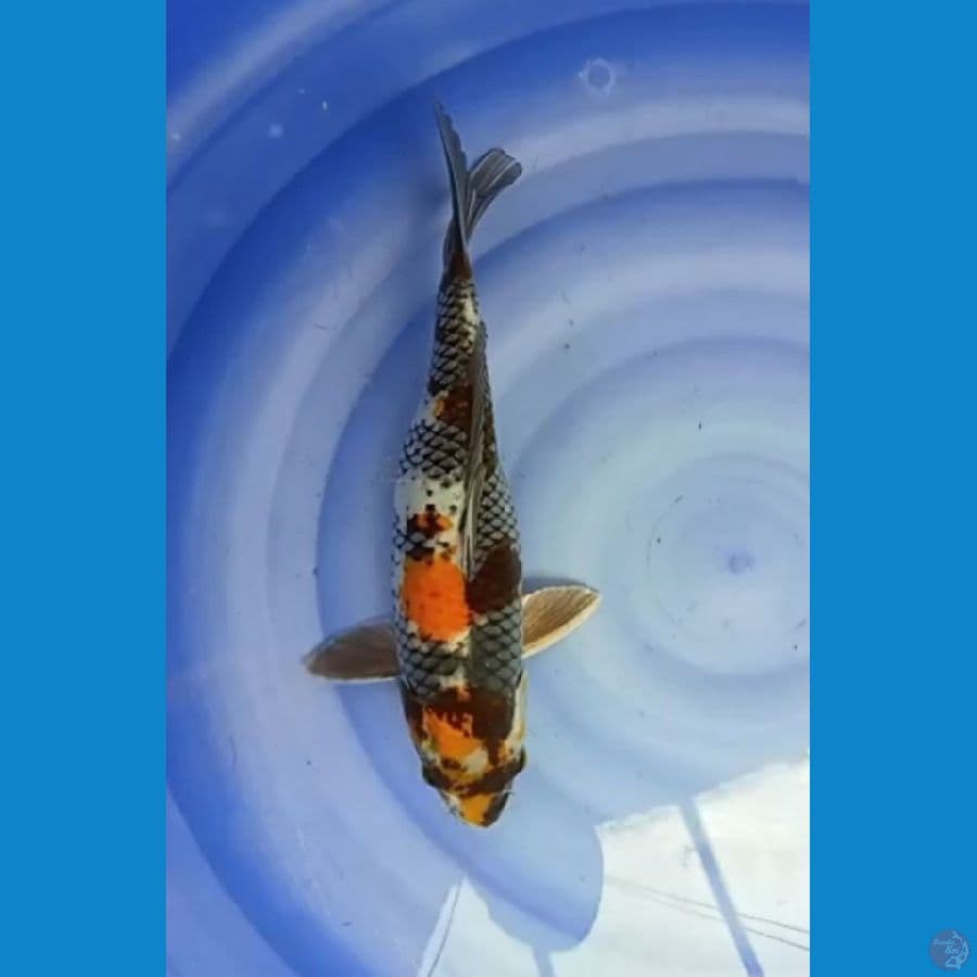 Showa 38 cm